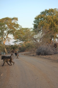 Baboons crossing a road in the Kruger Park