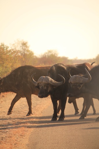 Buffaloes crossing a road in the Kruger Park