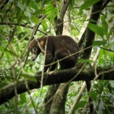 Coati in a tree in Parque Soberania Panama