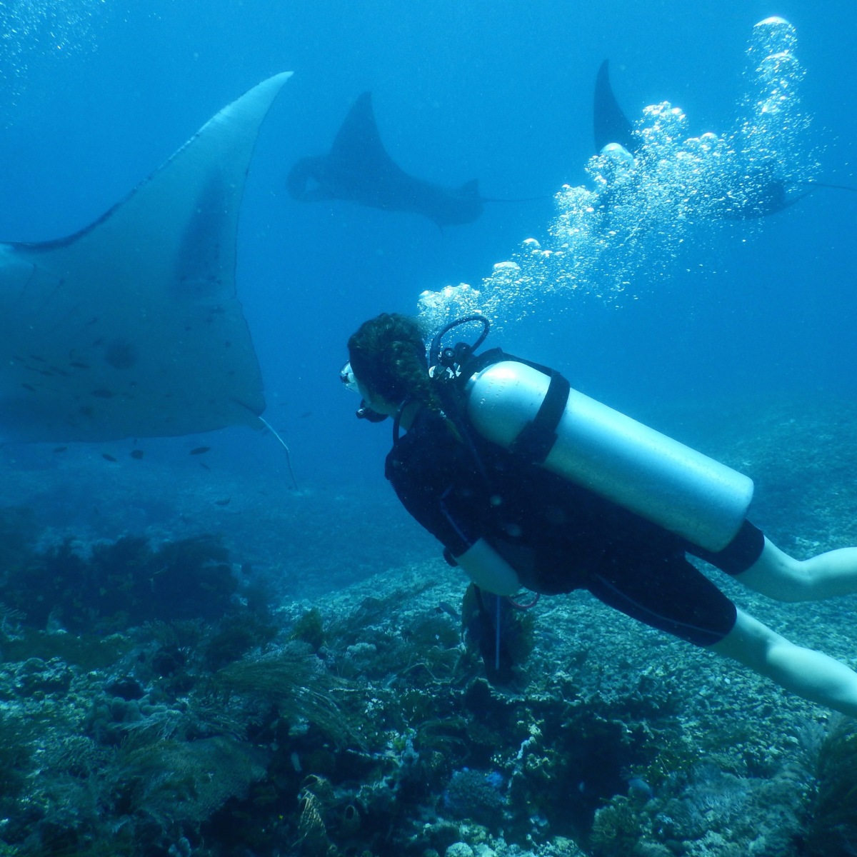 Diving with manta rays in Komodo National Park