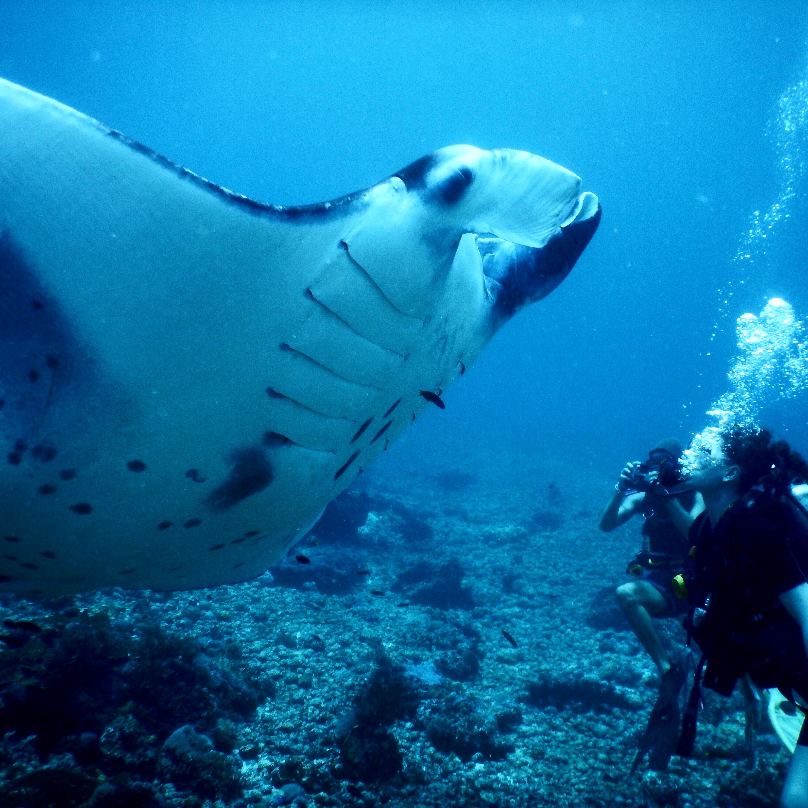 Manta ray getting very close to divers