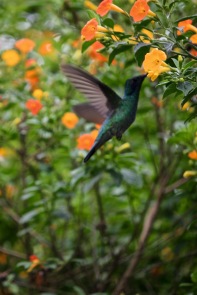 Hummingbird eating nectar from a flower