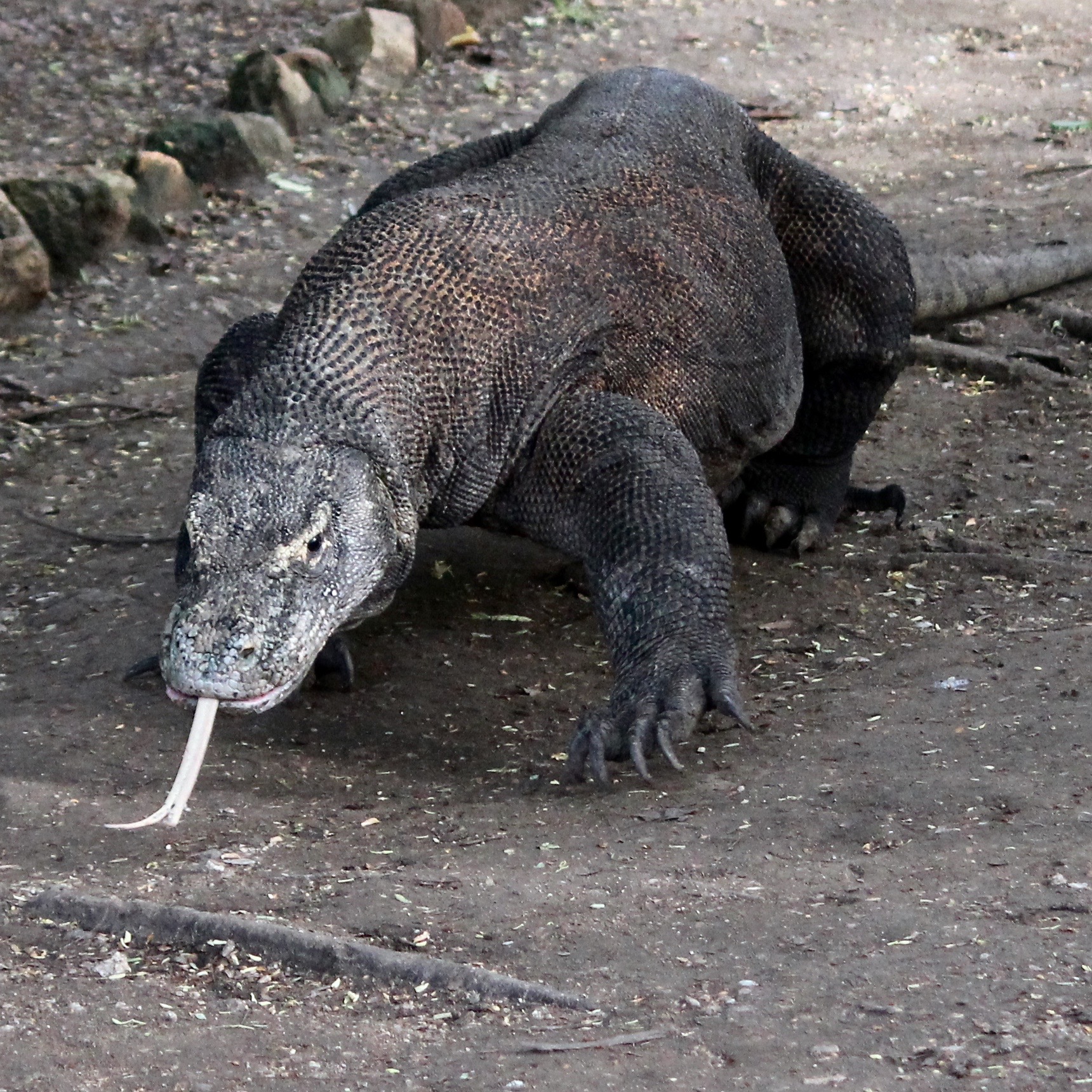 Komodo dragon on the prowl sticking out his tongue