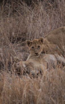 Lion cubs near Satara