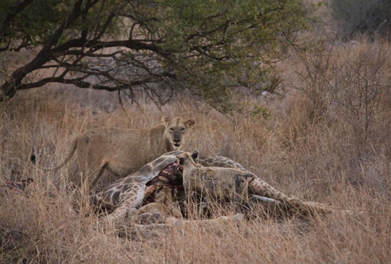 Lions with their kill, a giraffe