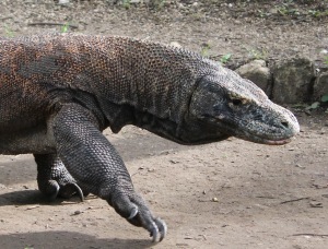 Walking Komodo dragon