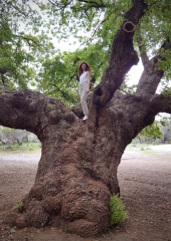 Standing on an age old tree on Lara peninsula