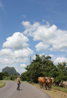 Vaquero and cows on a road in Vinales Valley