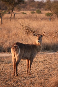 Waterbuck is a favorite target of predators in the Kruger