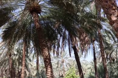 Date palms in Al Ain Oasis, UAE