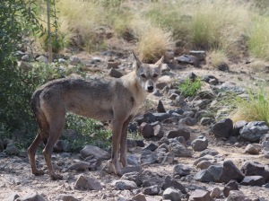 Arabian wolf at the Al Hefaiyah Mountain Conservation Centre