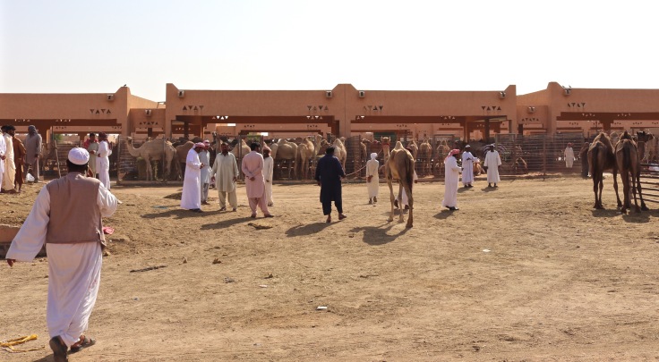 Camel merchants at Al Ain camel market