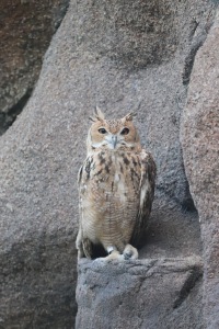 Desert eagle owl at the Al Hefaiyah Mountain Conservation Centre