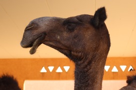 Dromedary head profile, Al Ain camel market