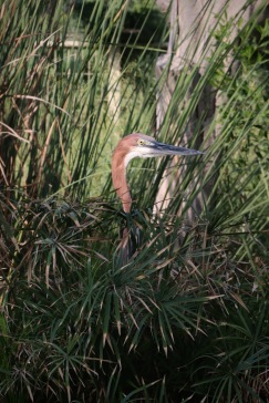 Goliath heron, Wasit Wetland Centre