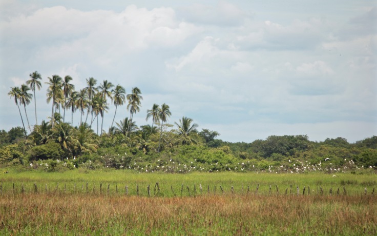 Panamanian landscape with palm trees and birds