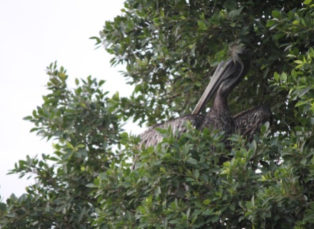 Pelican in a tree, Casco Viejo Panama City