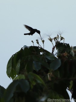 Hummingbird silhouette, Ecuadorian Amazon
