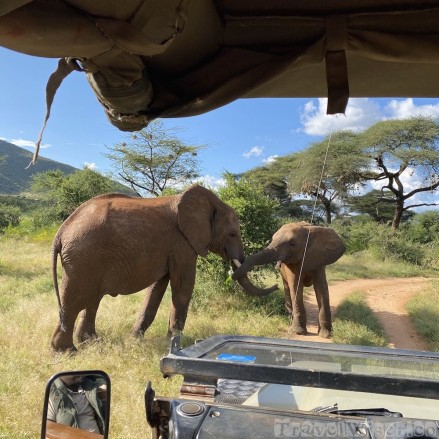 Elephants in front of our safari vehicle, Samburu National Reserve