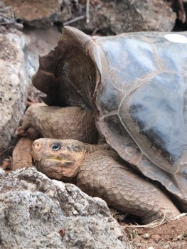 Galapagos tortoise Charles Darwin Research Center