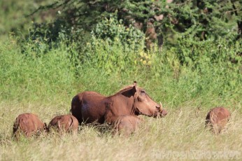 Warthogs, Northern Kenya