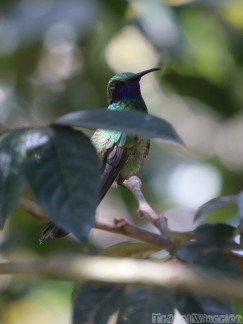 Hummingbird, Ecuador highlands