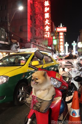 Pomeranian dog in Bangkok's Chinatown