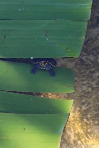 Baby yellow-headed river turtle at Caiman House