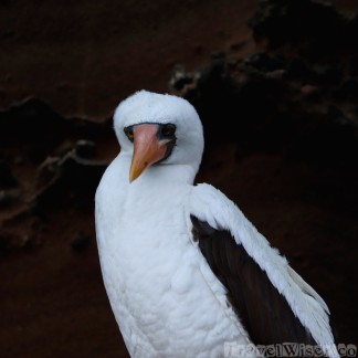 Nazca booby, Galapagos Islands