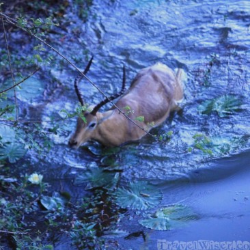 Impala desperately swimming away...