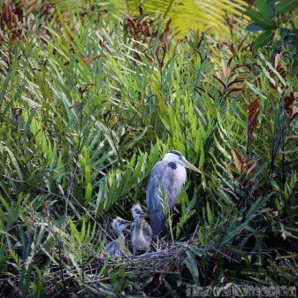Heron on a nest with chicks, Silhouette Island Seychelles