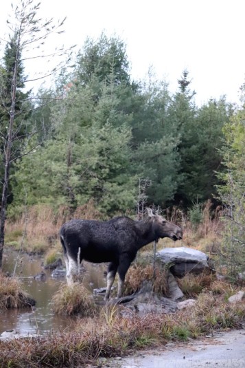 Maine moose near Moosehead Lake