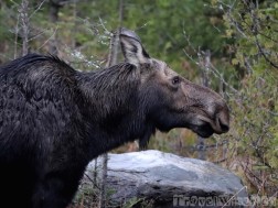 Adult female moose, Maine