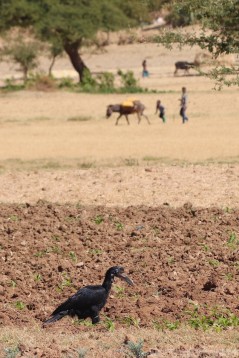 Abyssinian ground hornbill on a field in Tigray