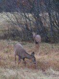 Deer, Acadia National Park Maine