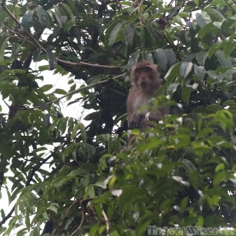 Long-tailed macaque, Khao Sok National Park