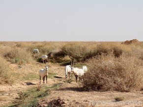 Oryx at Shaumari Wildlife Reserve Jordan