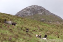 Feral goats, Connemara National Park Ireland