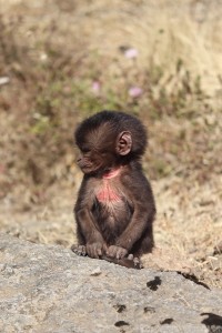 Ugly baby gelada monkey