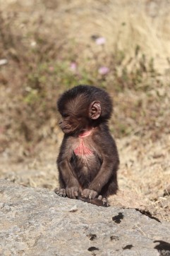 Ugly baby gelada monkey