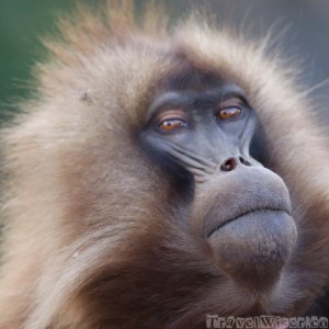 Gelada monkey close-up