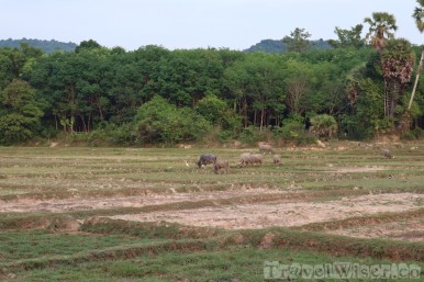 Agriculture on Koh Yao Noi