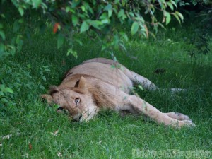 Sleeping lion, Mara North Conservancy Kenya